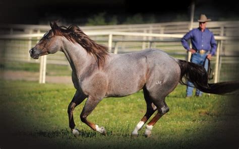 horse prada pepto lineage|One Rockin Pepto Quarter Horse .